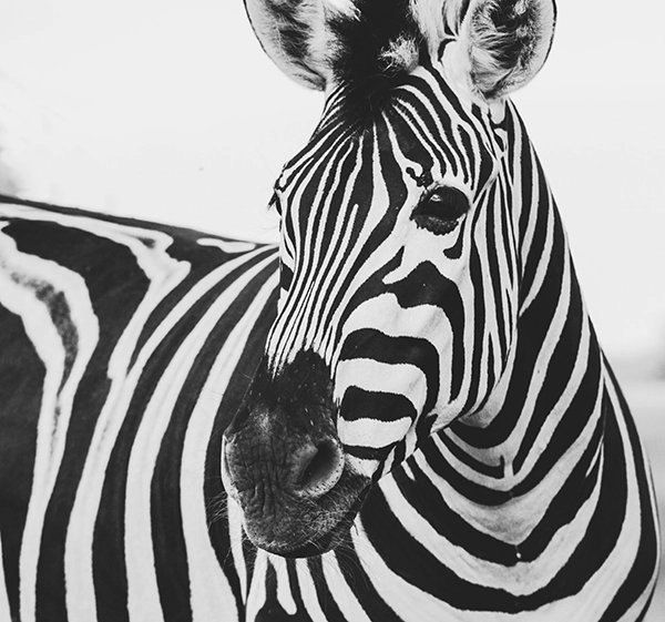 Ein Zebra als Beispiel für den Hell-Dunkel-Kontrast